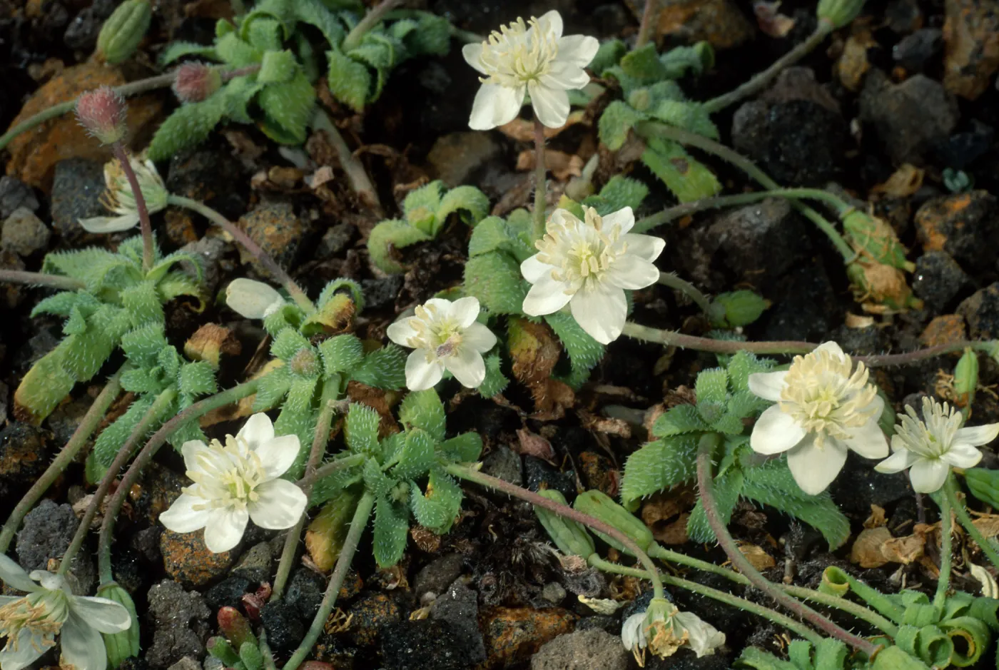 Santa Barbara Island, Platystemon californicus, Cliff Canyon