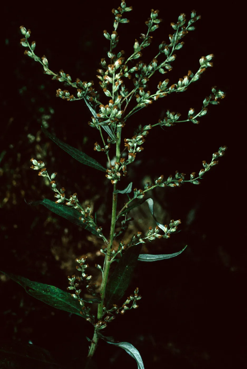 Artemisia douglasiana, Mission Canyon