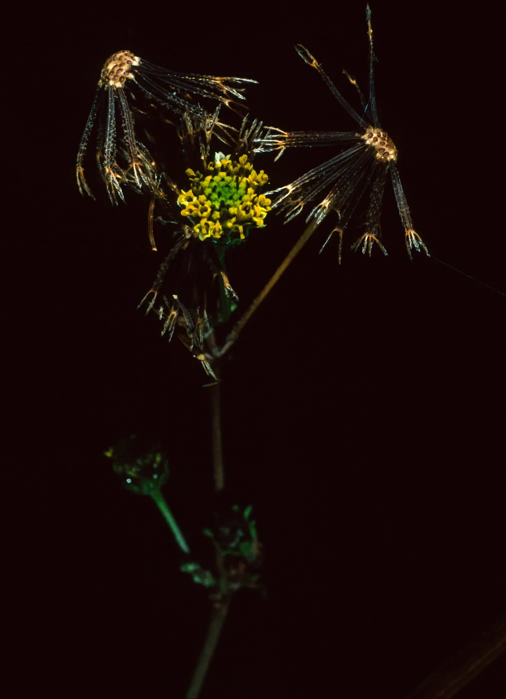 Mission Canyon Road, Bideus pilosa