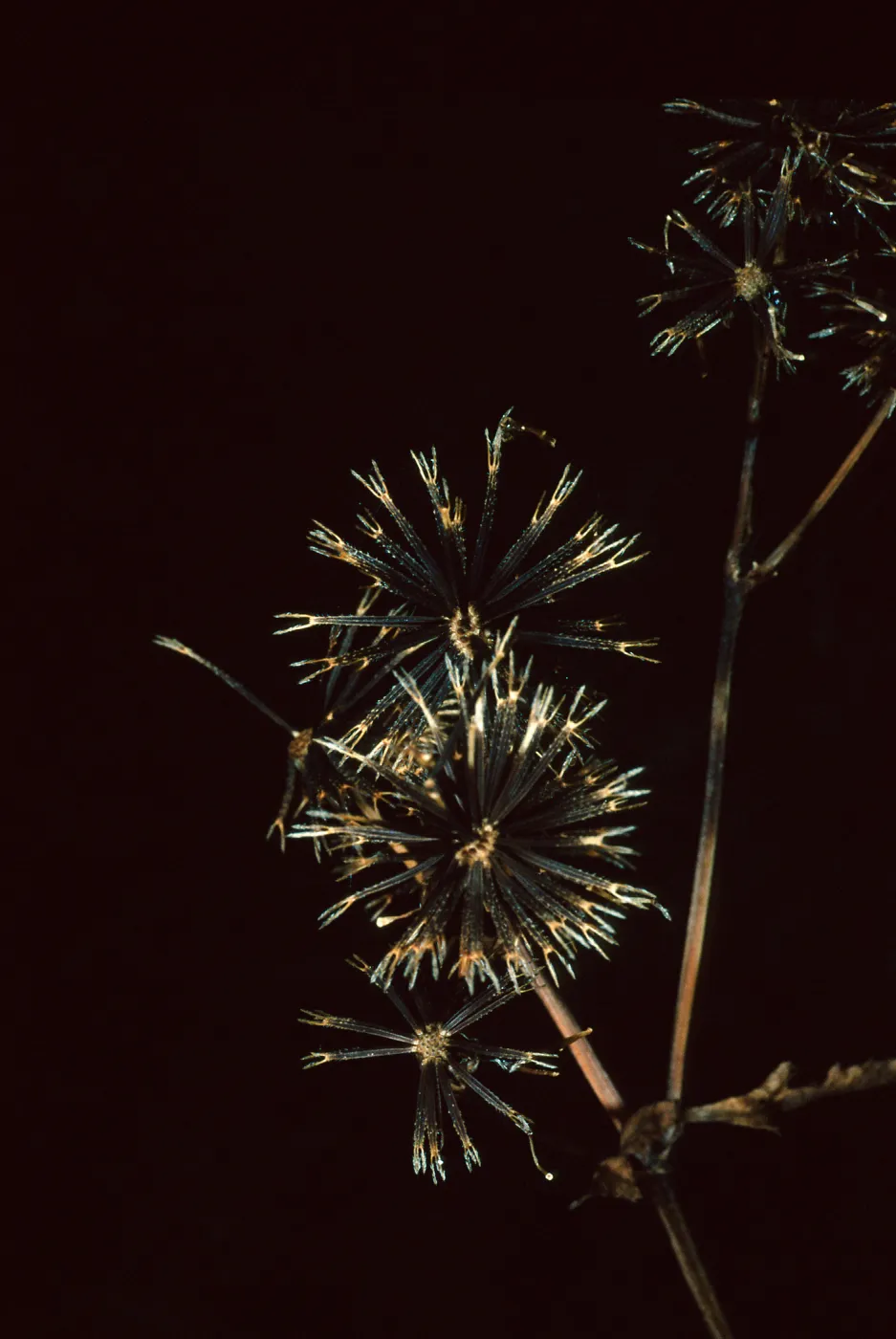 Mission Canyon Road, Bideus pilosa