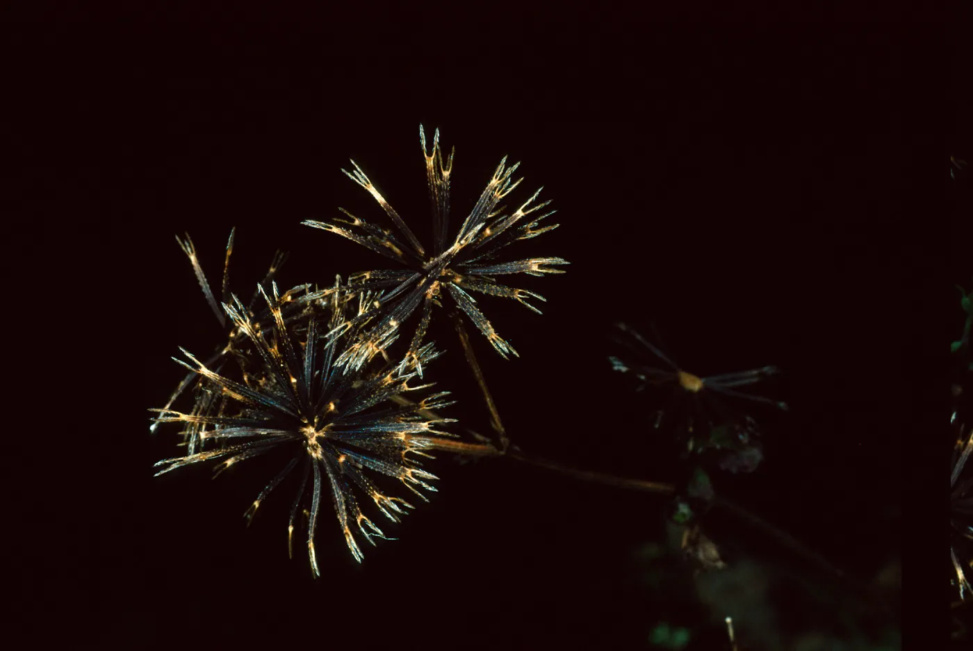 Mission Canyon Road, Bideus pilosa