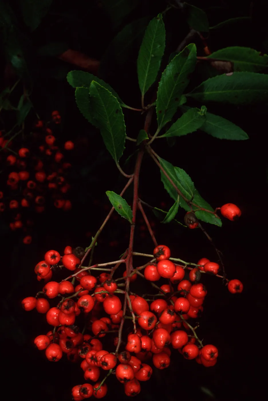 Mission Canyon Road, Heteromeles arbutifolia