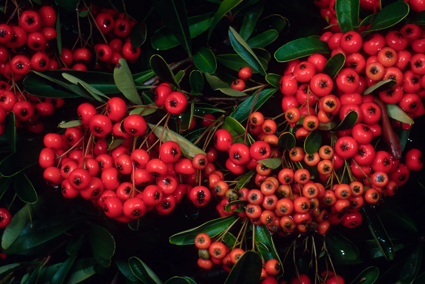Pyracantha, end of Mission Canyon Road