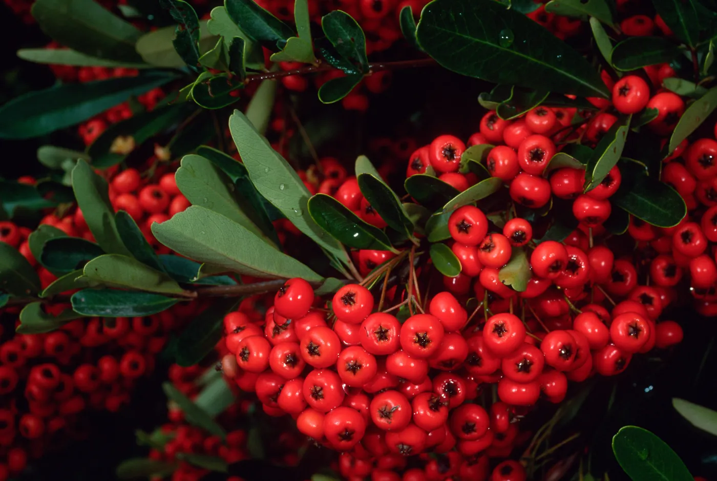 Pyracantha, end of Mission Canyon Road