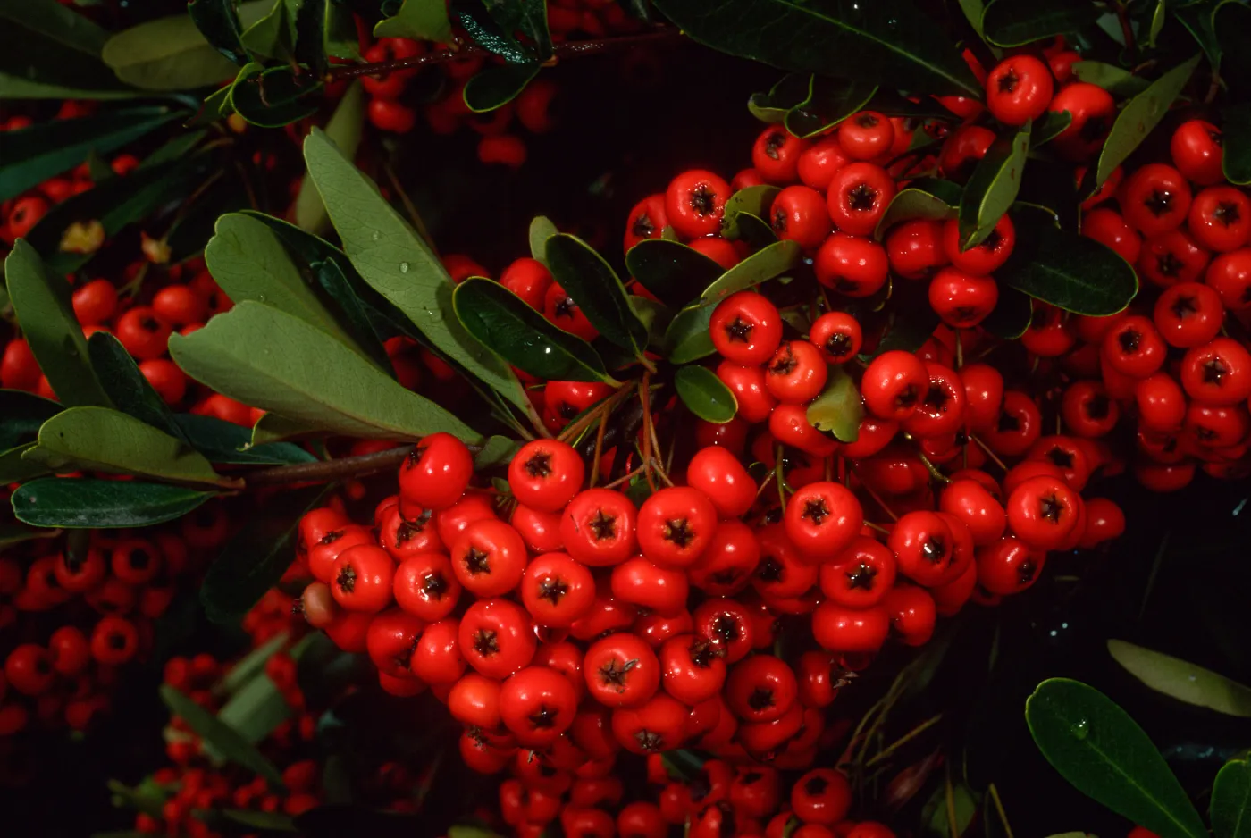 Pyracantha, end of Mission Canyon Road
