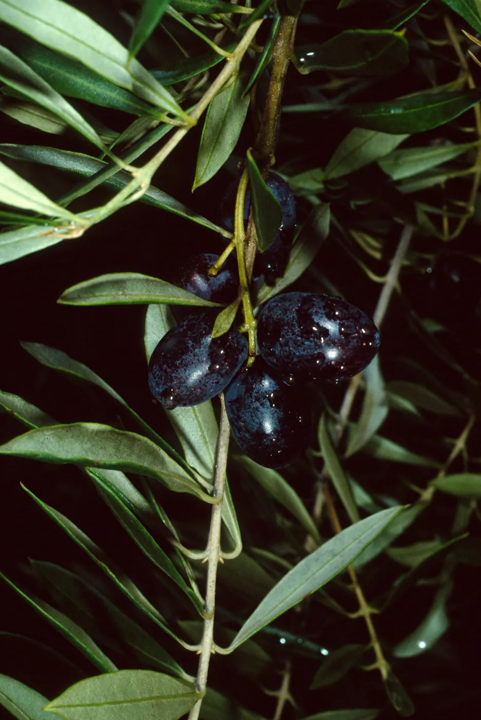 Olea, Mission Canyon Road