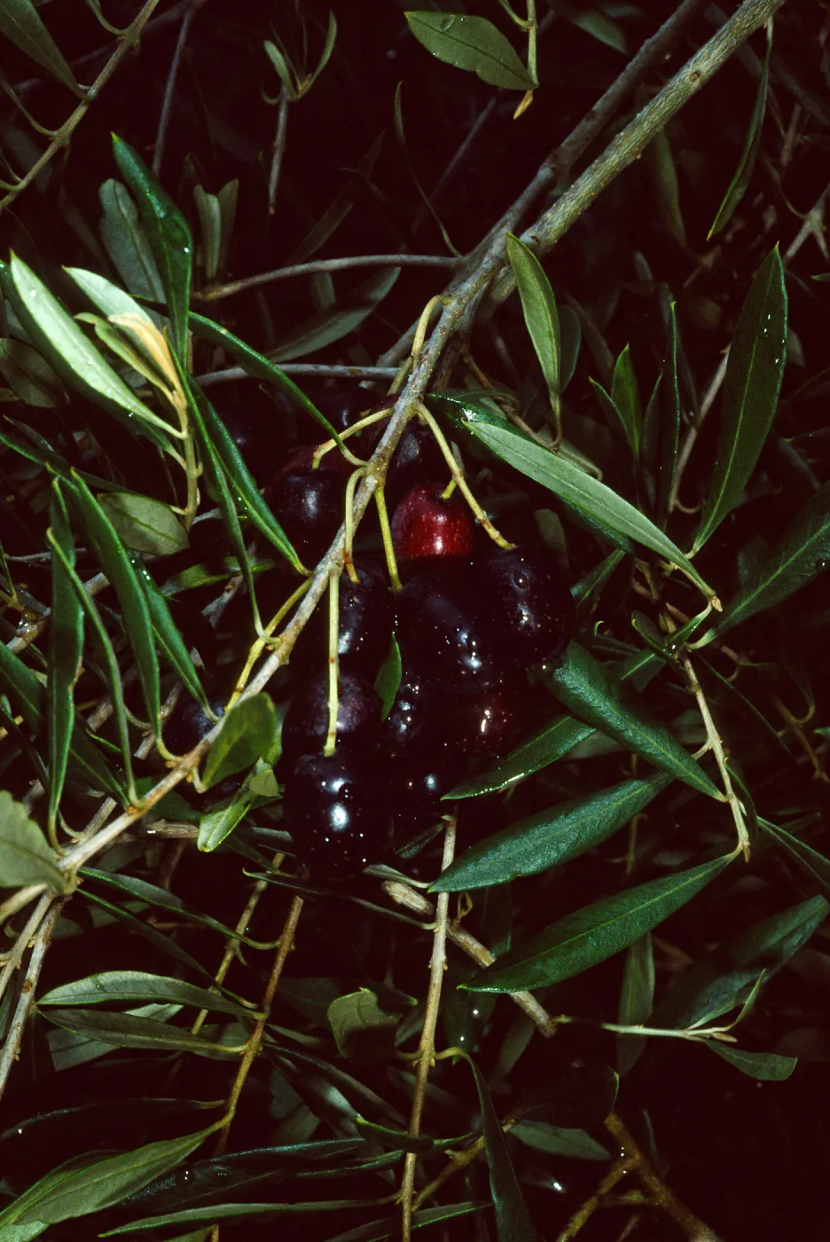 Olea, Mission Canyon Road