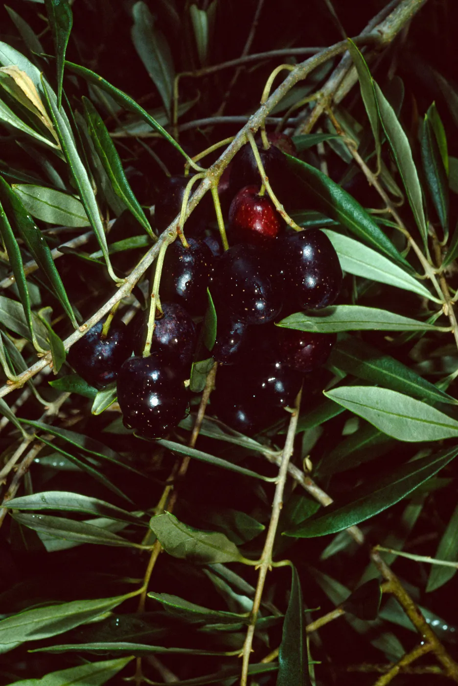 Mission Canyon Road, Olea