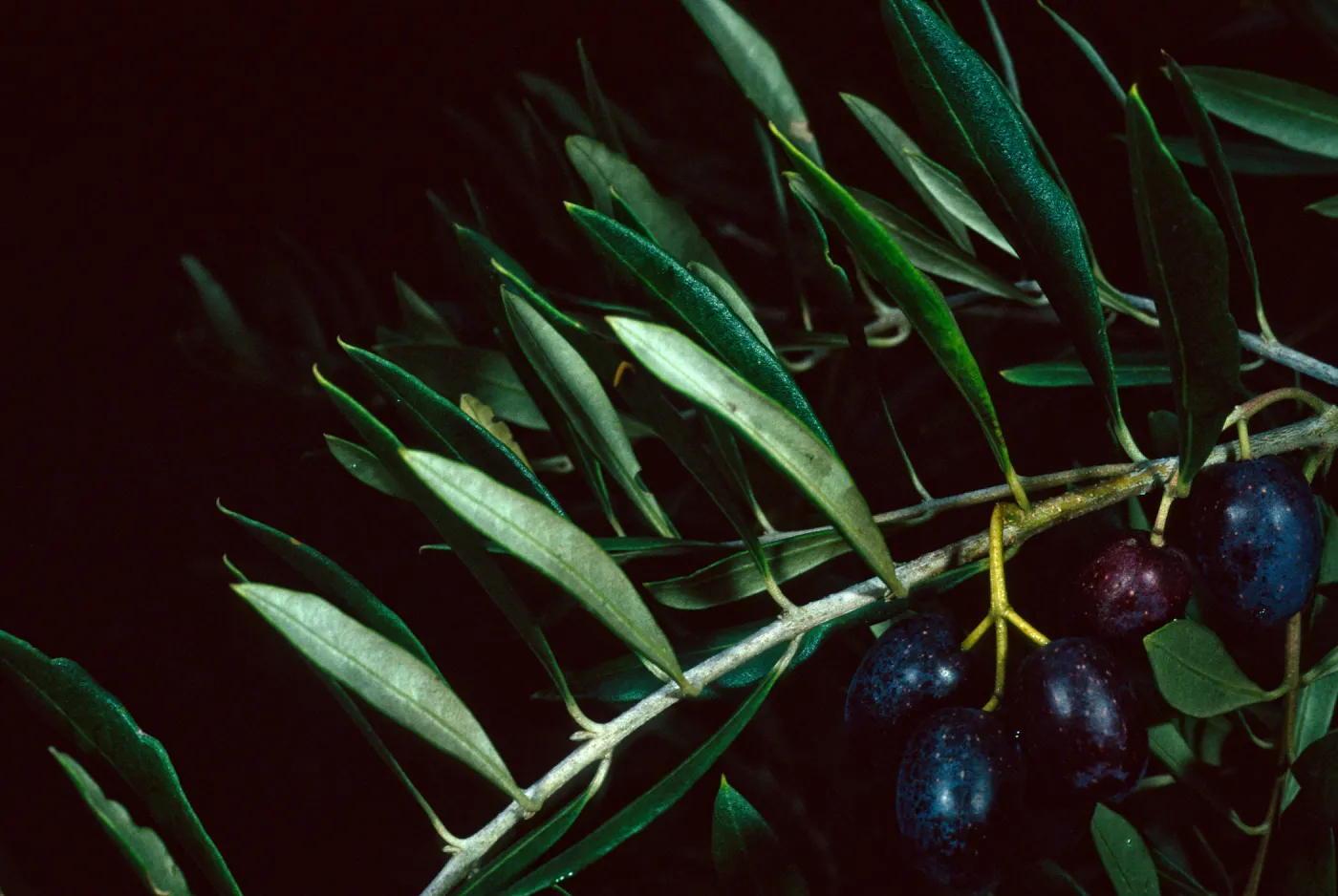 Mission Canyon Road, Olea