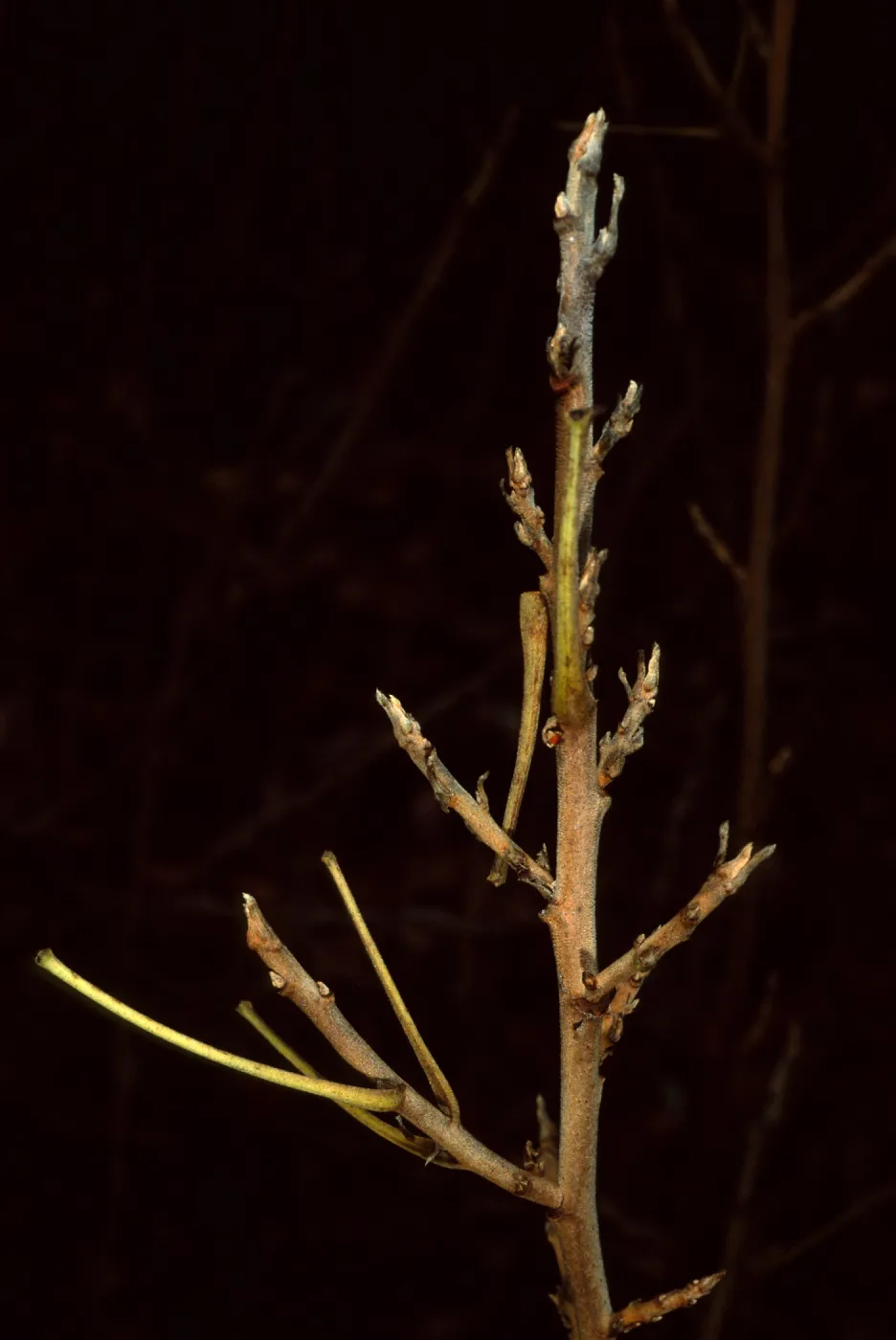 Mission Canyon Road, Toxicodendron
