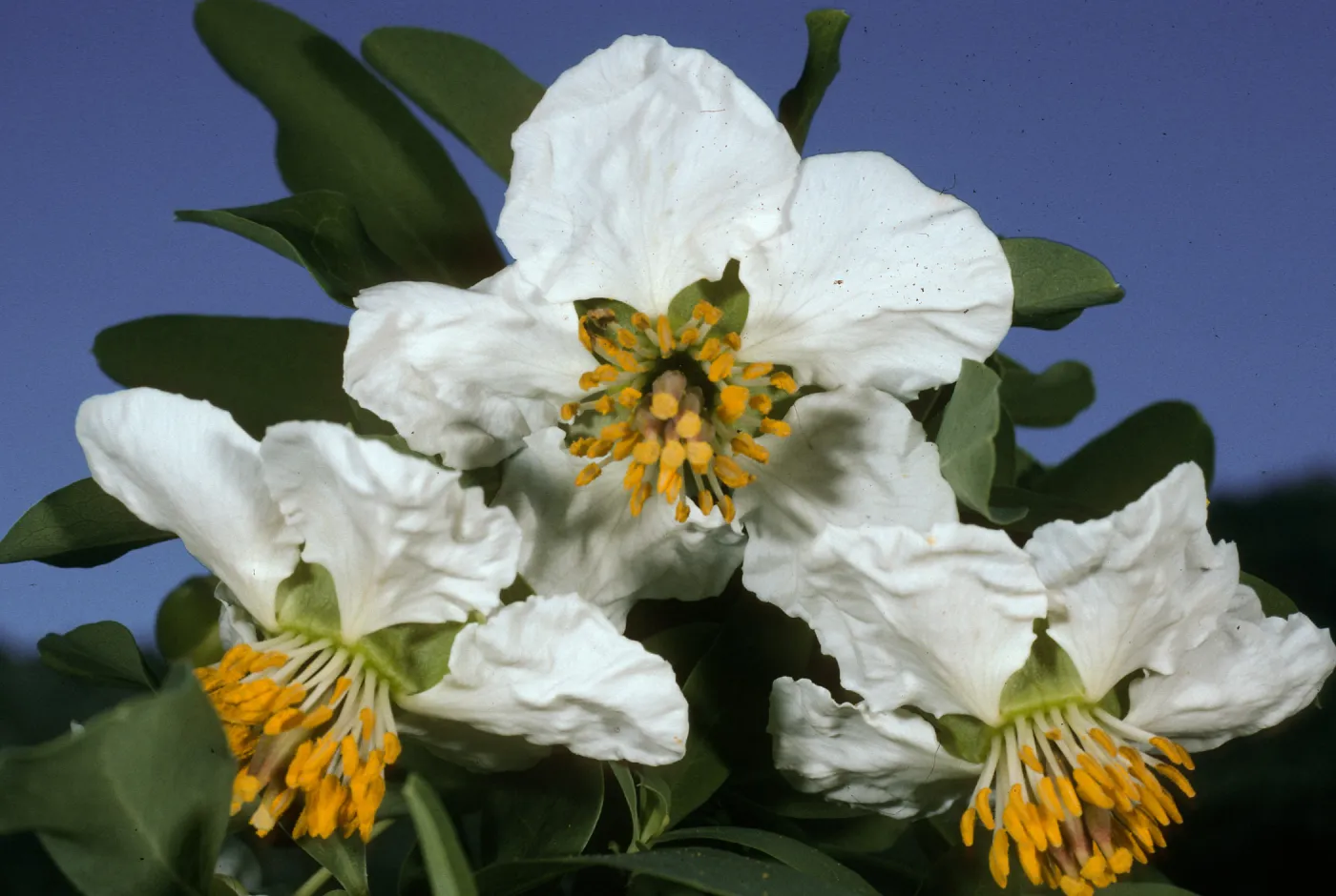Crossosoma californicum, Wrigley Garden, Avalon, Santa Catalina Island