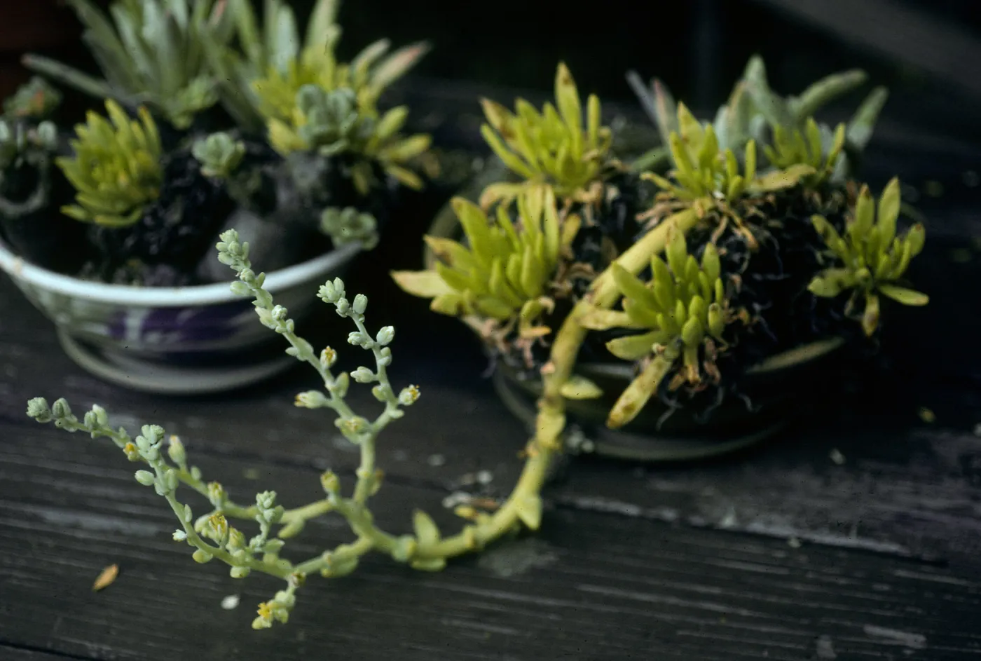 Dudleya guadalupensis, 1140 Tunnel Road