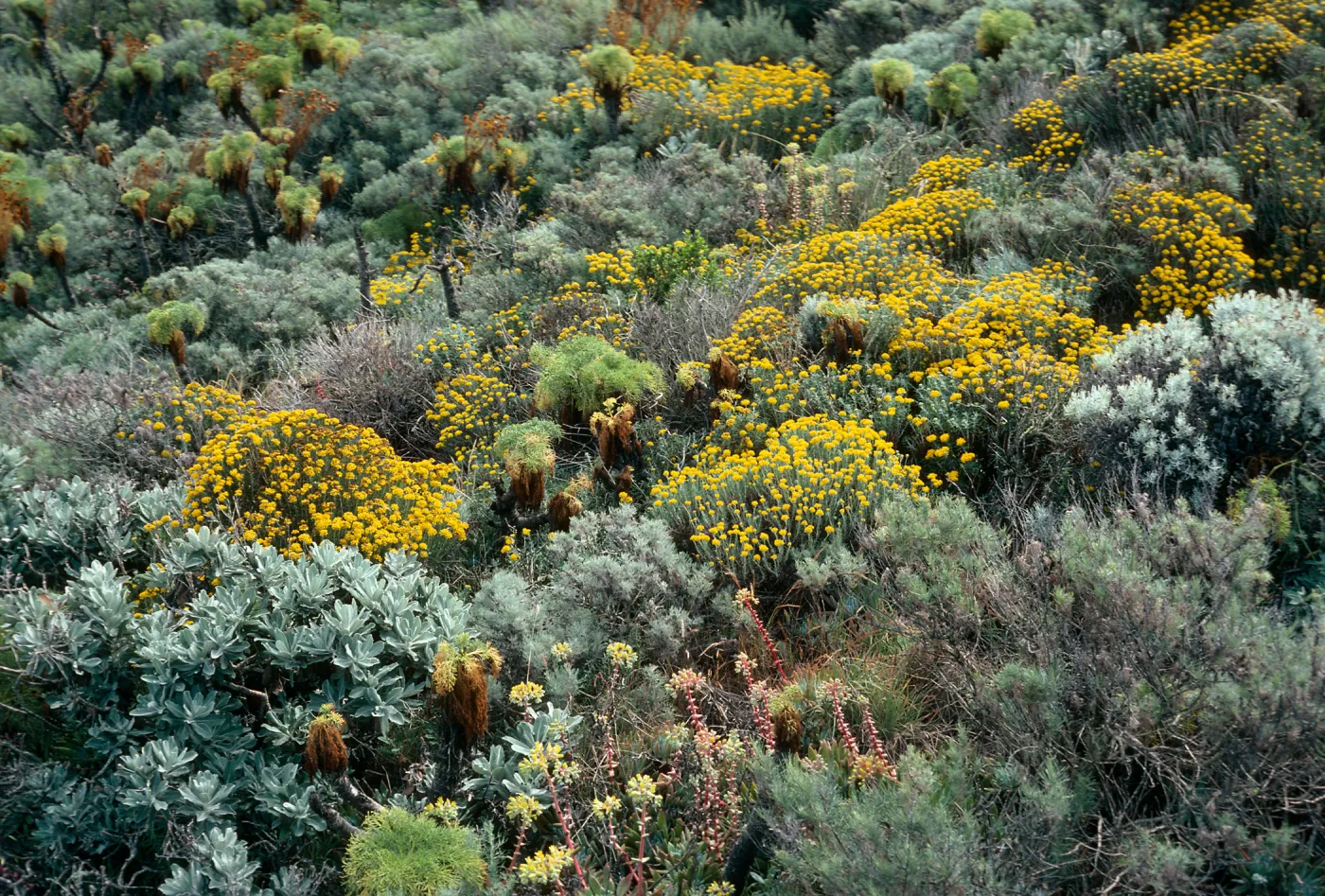 West Anacapa Island, Summit Peak, onshore slopes. Eriophyllum, Haplopappus, Artemisia californica