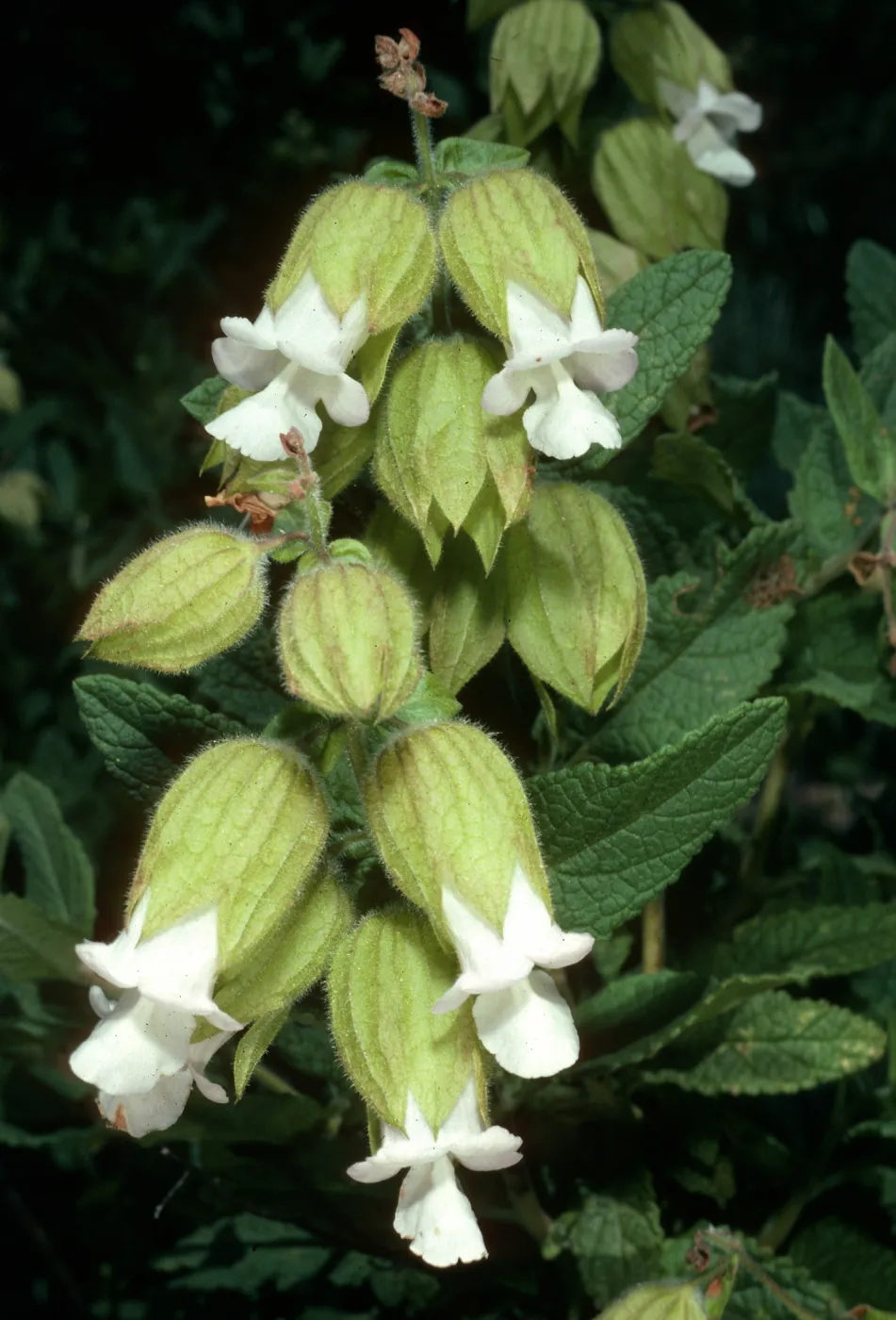 Lepechinia calycina, West Camino Cielo, Santa Barbara County