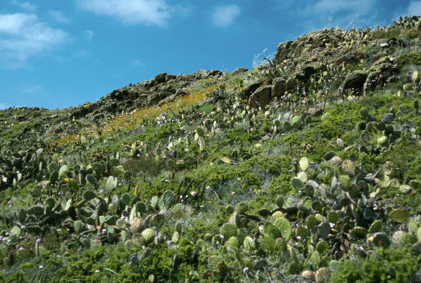 San Clemente Island, base of Eel Point grade, Maritime Scrub