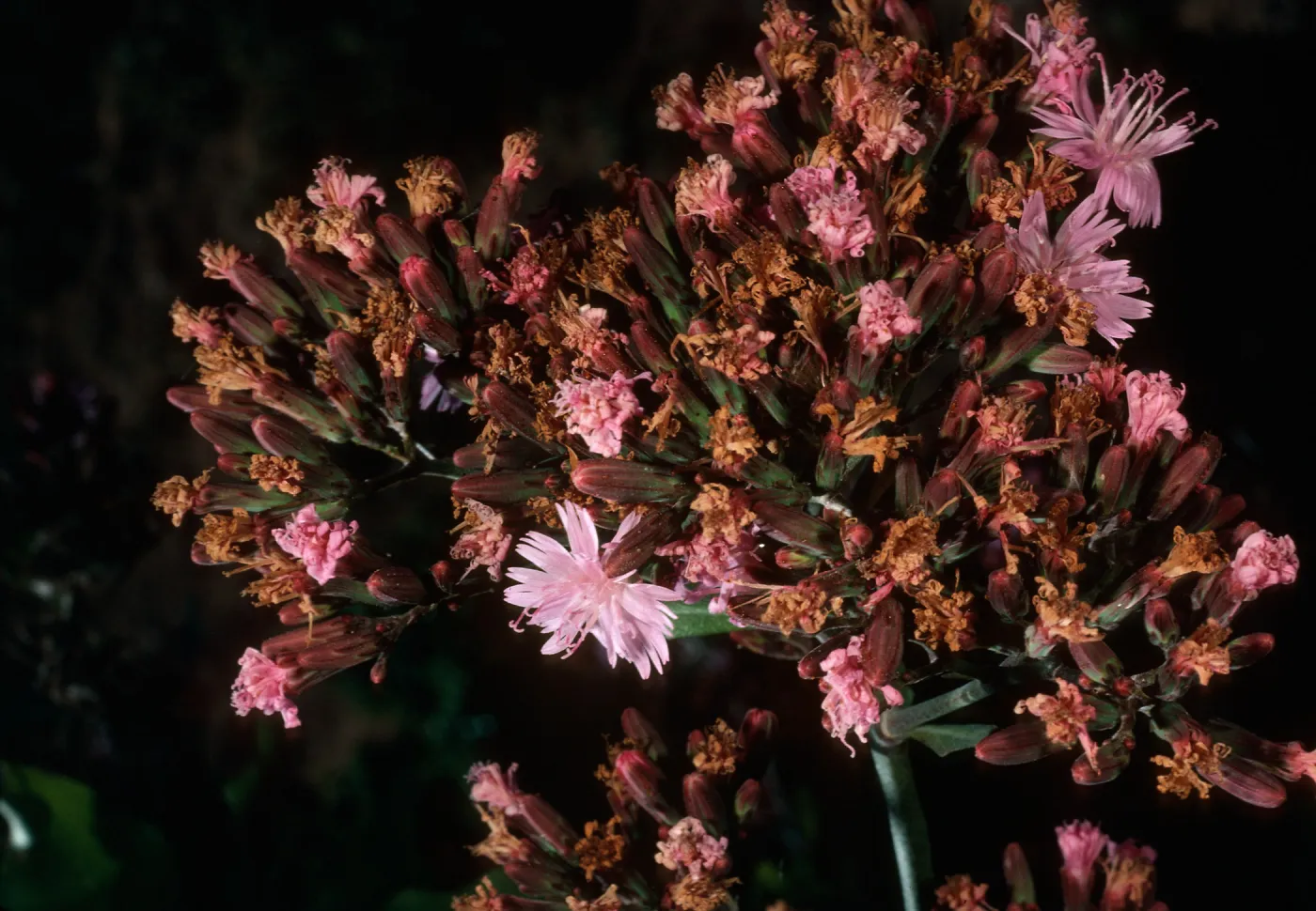 San Clemente Island, Eagle Canyon, Munzothamnus blairii