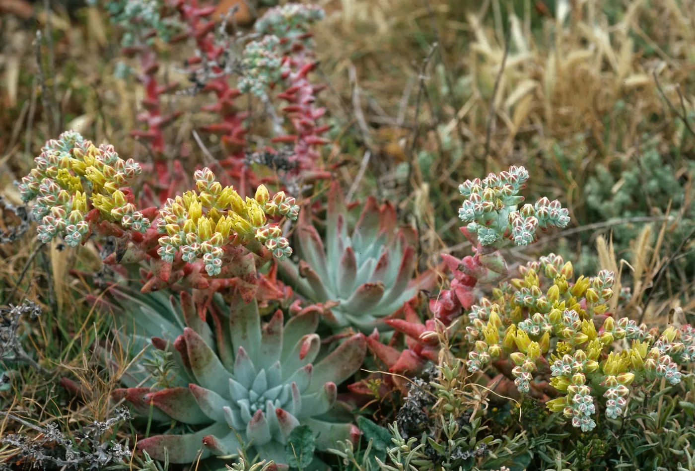 San Miguel Island, Hoffmann Point, Dudleya greenei
