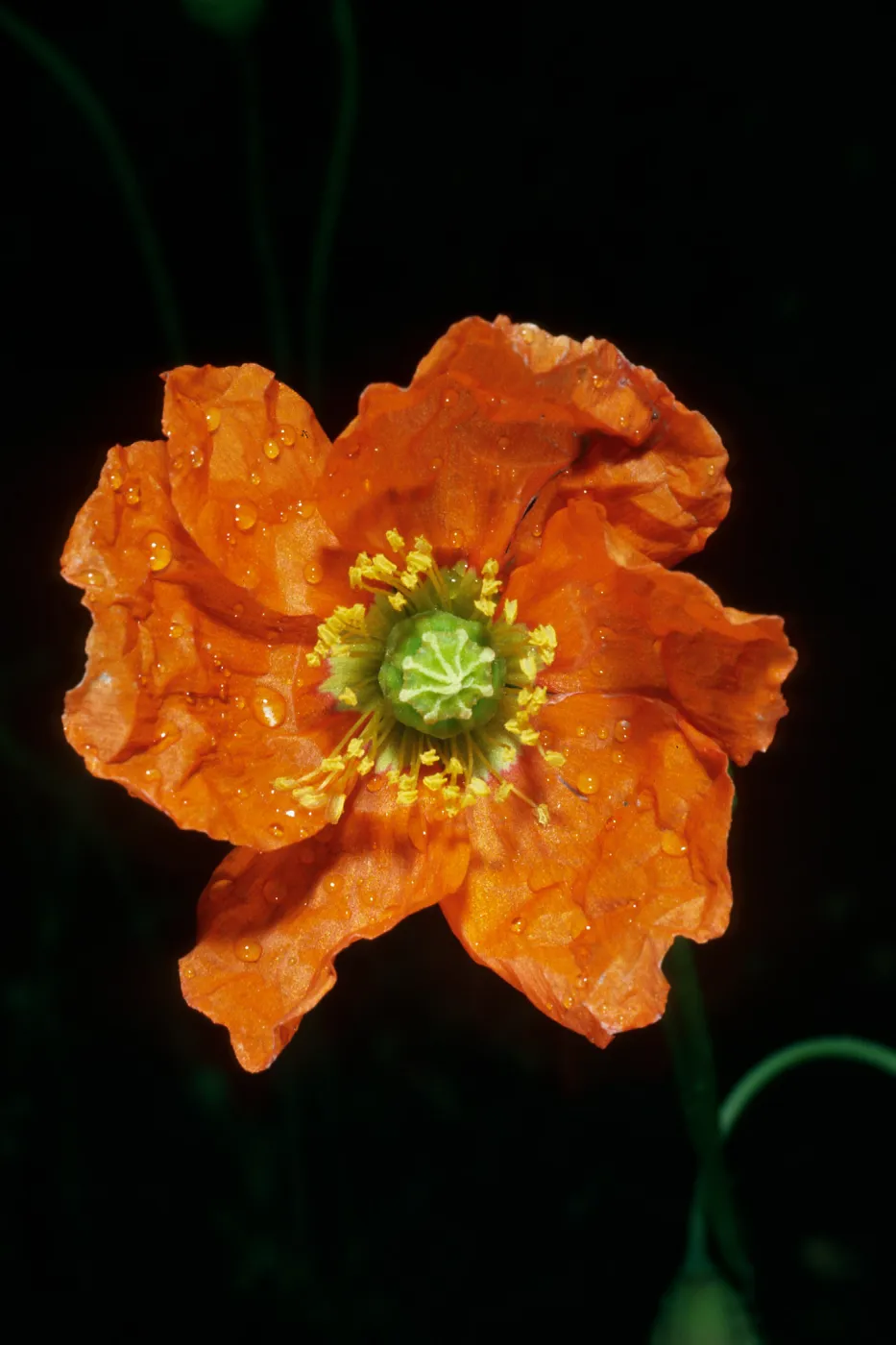 Papaver californicum, burn at Lake Cachuma, Santa Barbara County