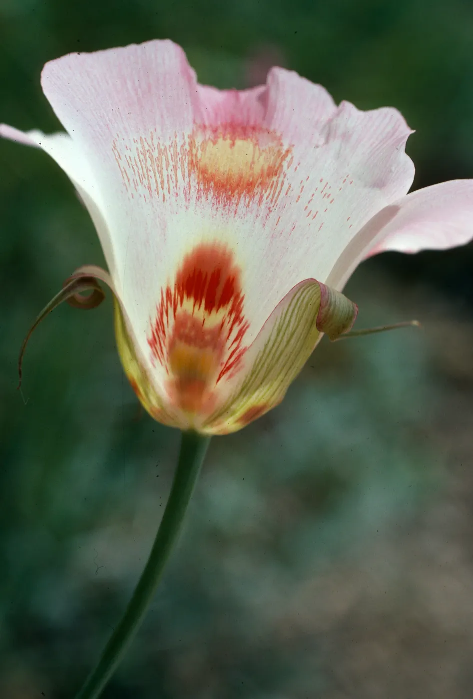 Calochortus venustus, Paradise Road, by Snyder Trail, Santa Barbara County
