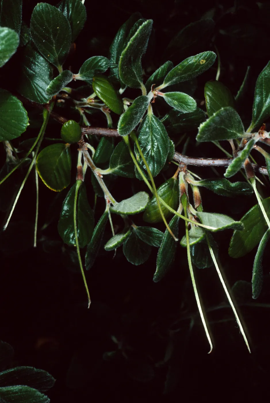 Santa Catalina Island, Wrigley Garden, Cercocarpus traskiae