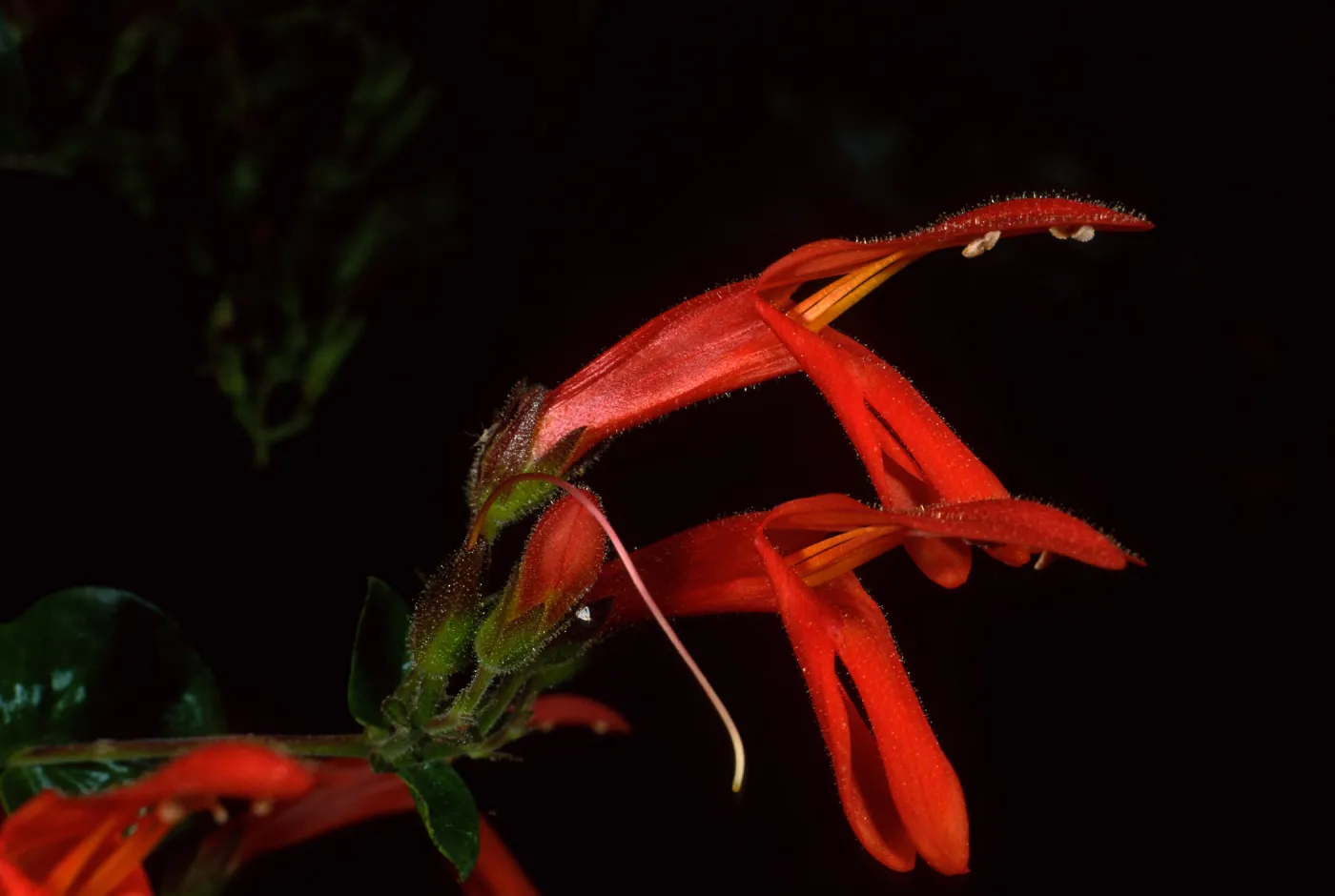 Keckielia cordifolia, Santa Catalina Island, Avalon canyon