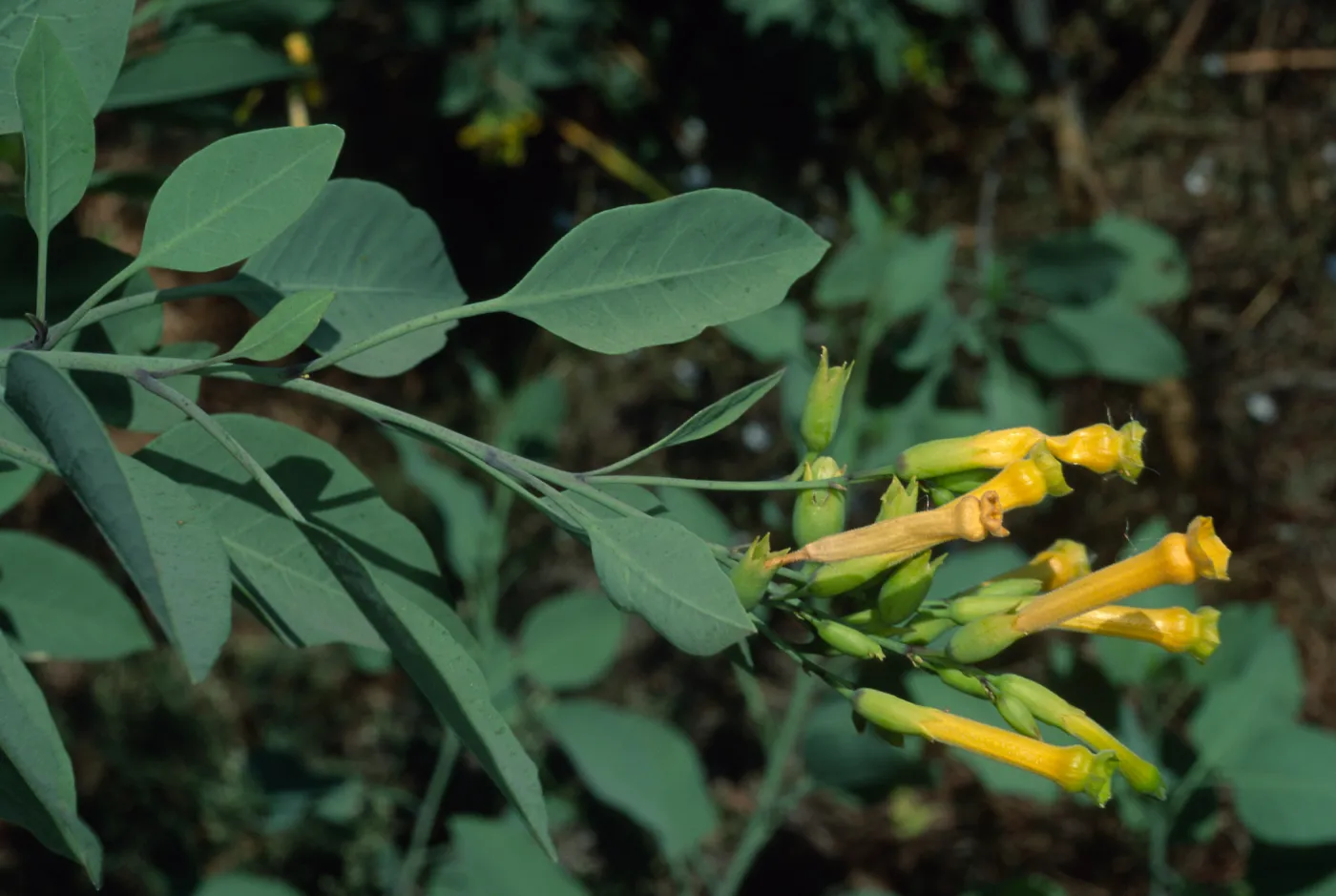 Nicotiana glauca, Santa Catalina Island, Cherry Cove