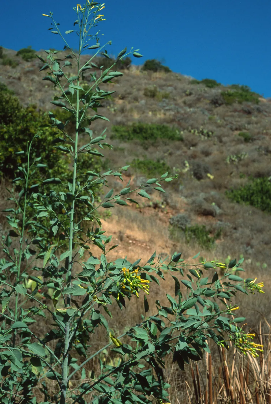 Nicotiana glauca, Santa Catalina Island, Cherry Cove