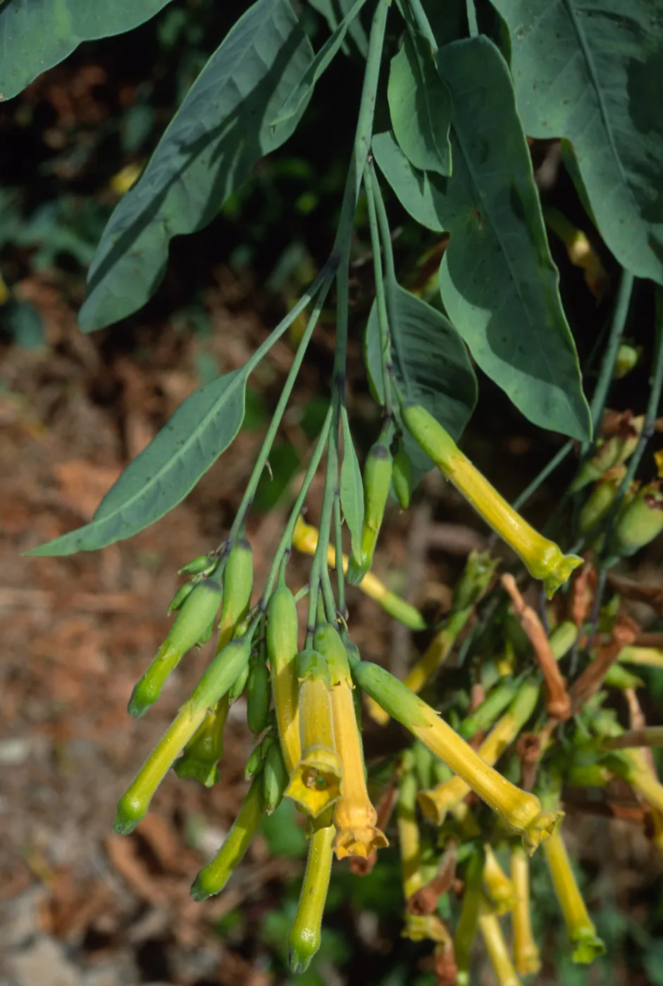  Nicotiana glauca, Santa Catalina Island, Silver Canyon
