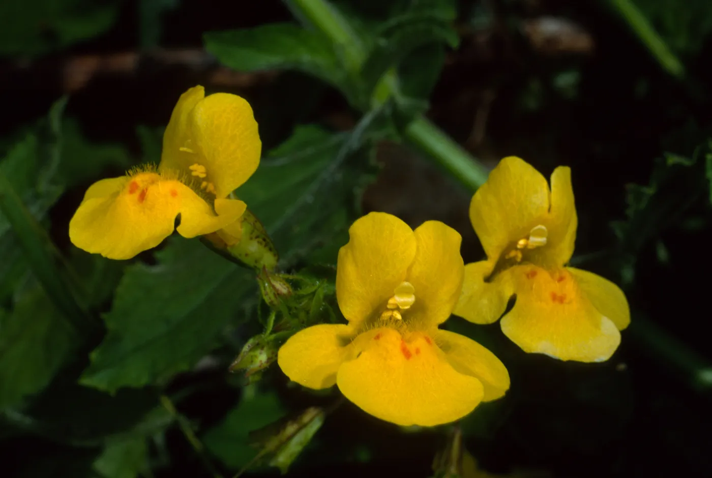 Mimulus guttatus, Santa Catalina Island, Silver Canyon