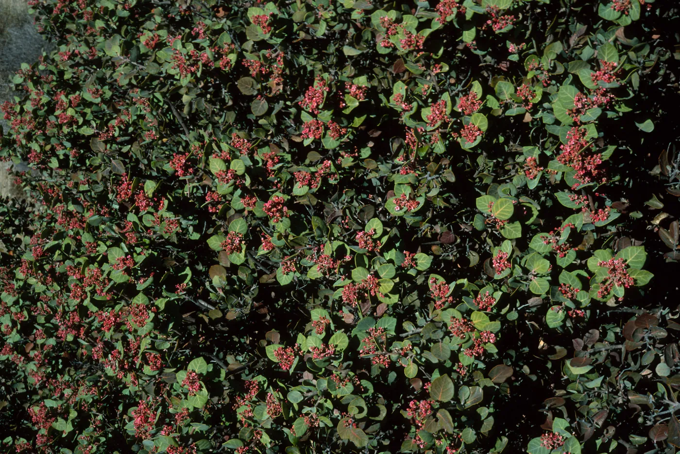 Rhus lentii, Santa Catalina Island, Gran Cañon