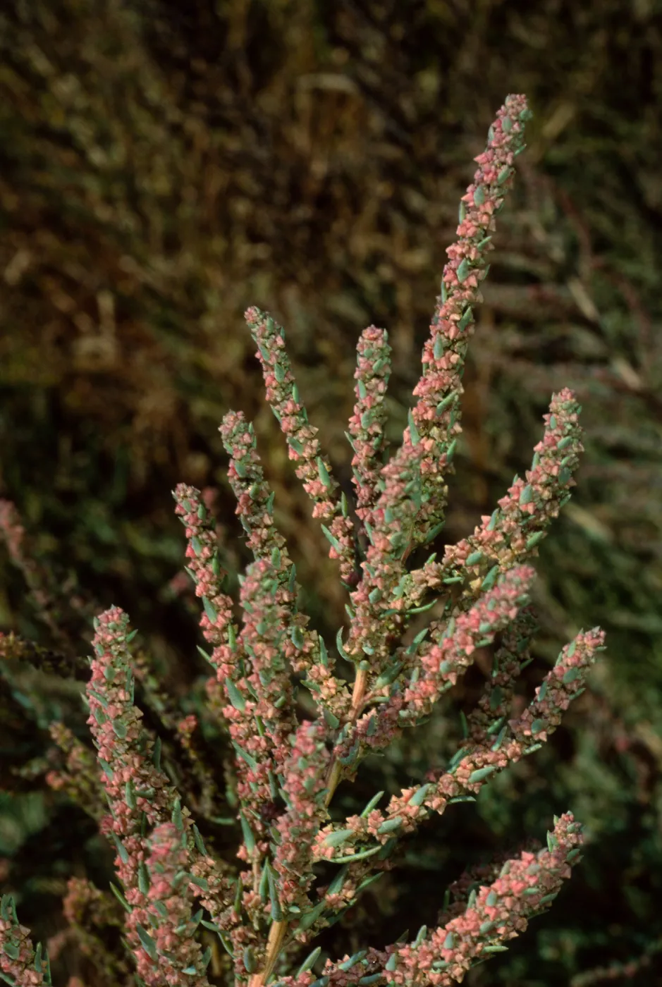 Suaeda calceodiformis, Santa Catalina Island, Cherry Cove Salina