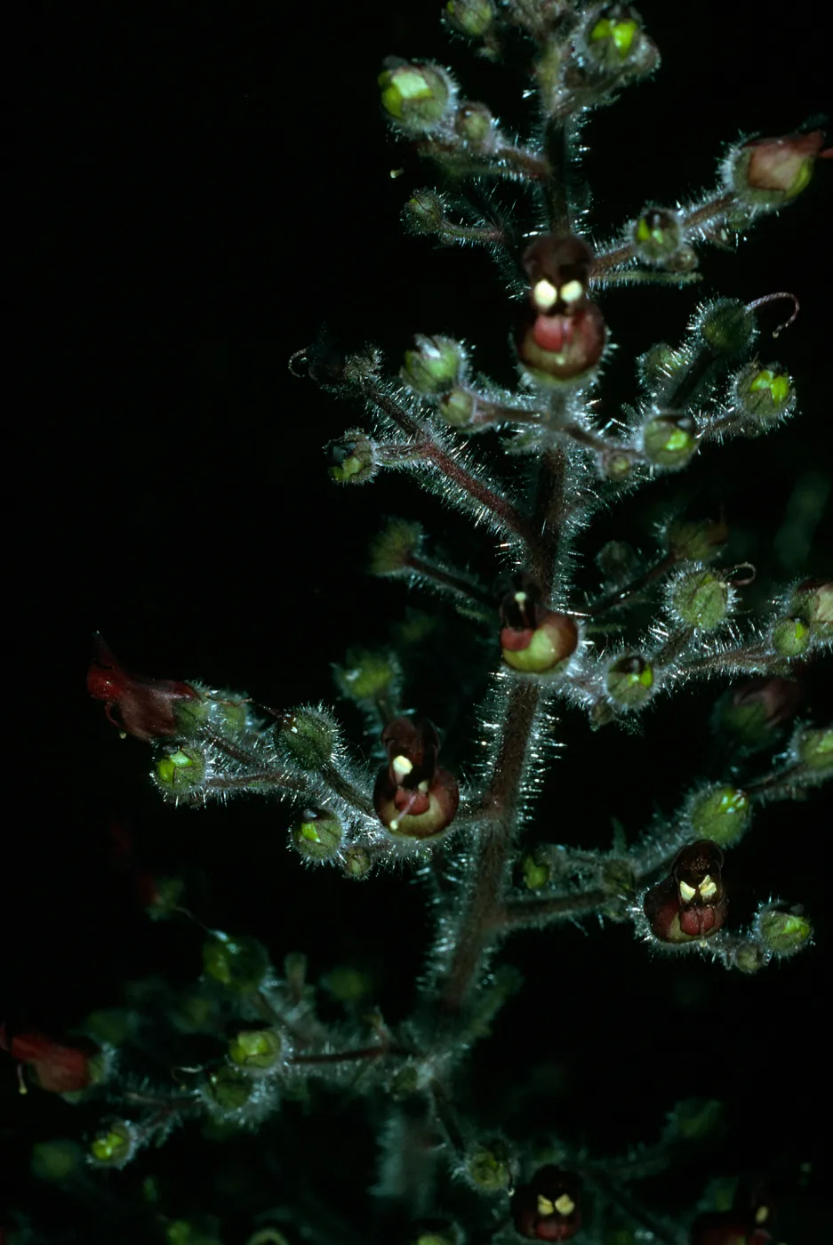 Scrophularia villosa, Santa Catalina Island, Avalon Canyon 
