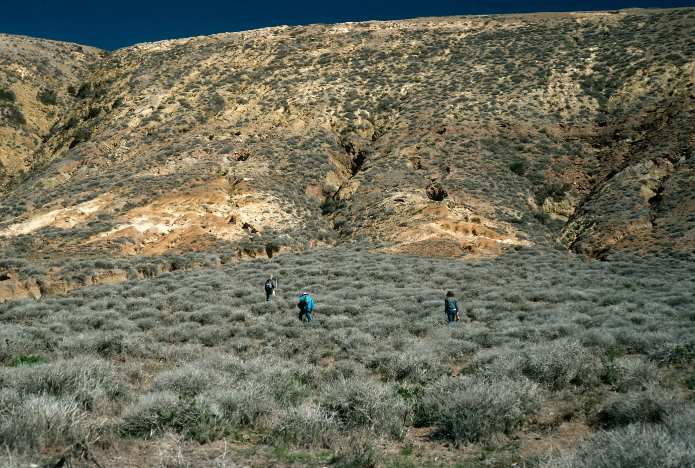 Santa Rosa Island, East of Cluster Point, NPS Transect #40
