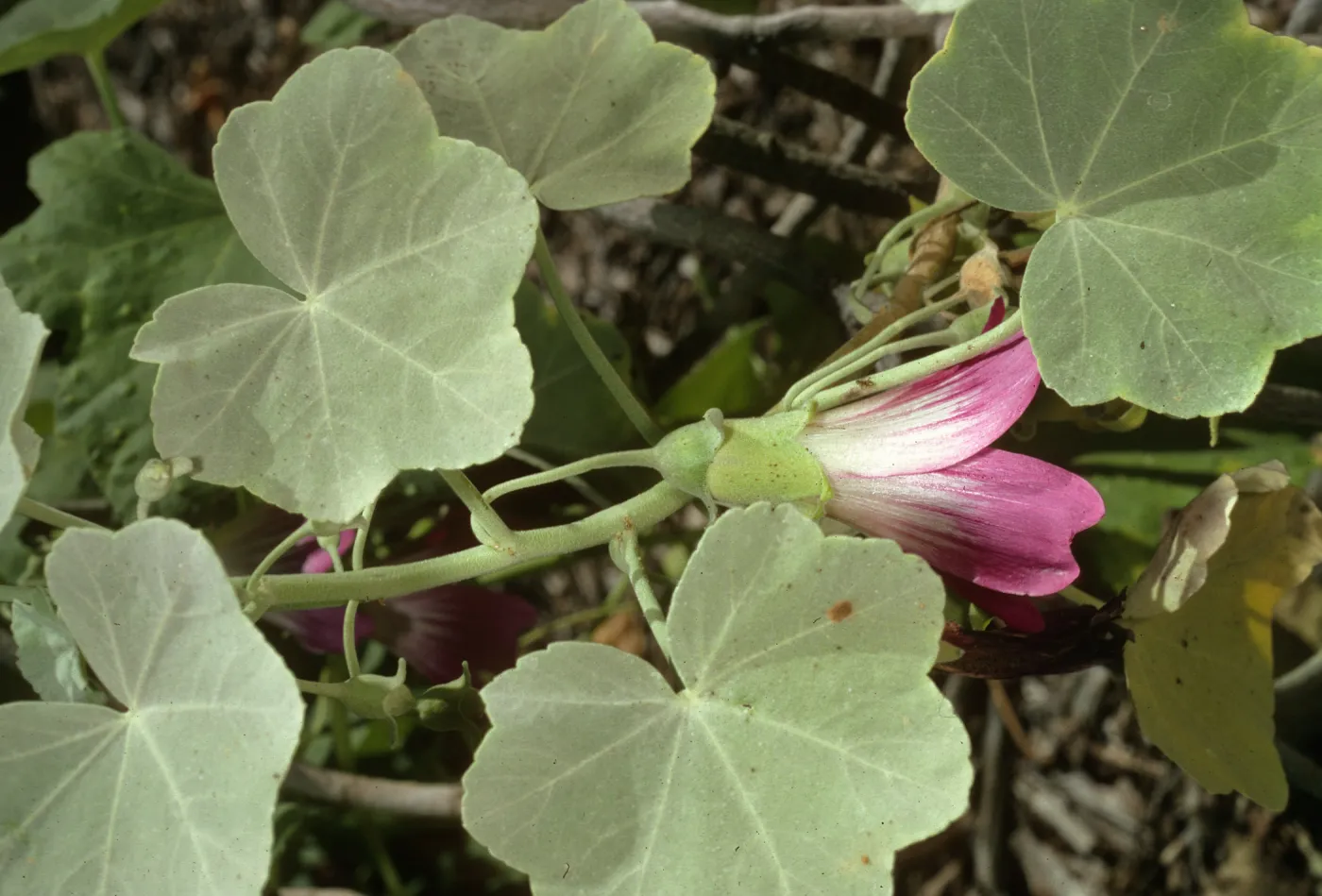 Lavatera lindsayi, SBBG