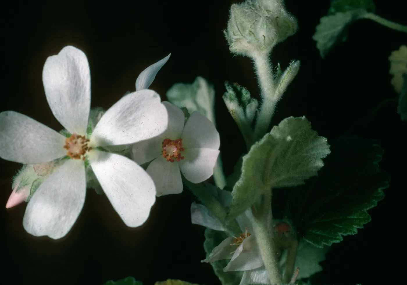 Malacothamnus clementinus, SBBG