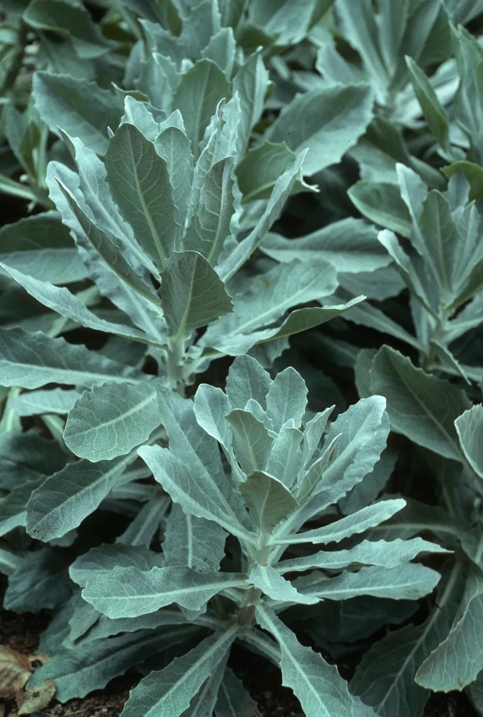 Stephanomeria guadalupensis, SBBG