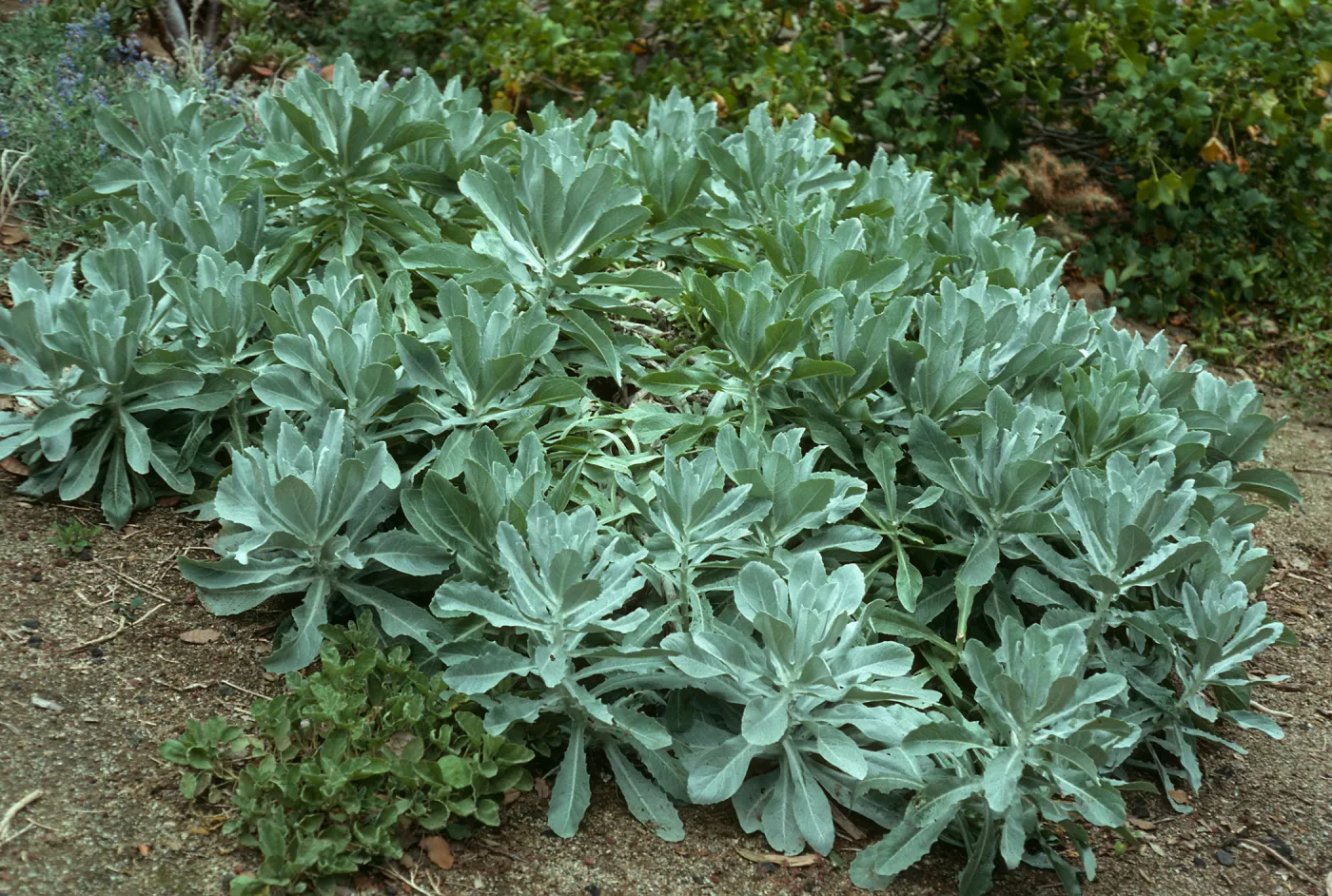 Stephanomeria guadalupensis, SBBG
