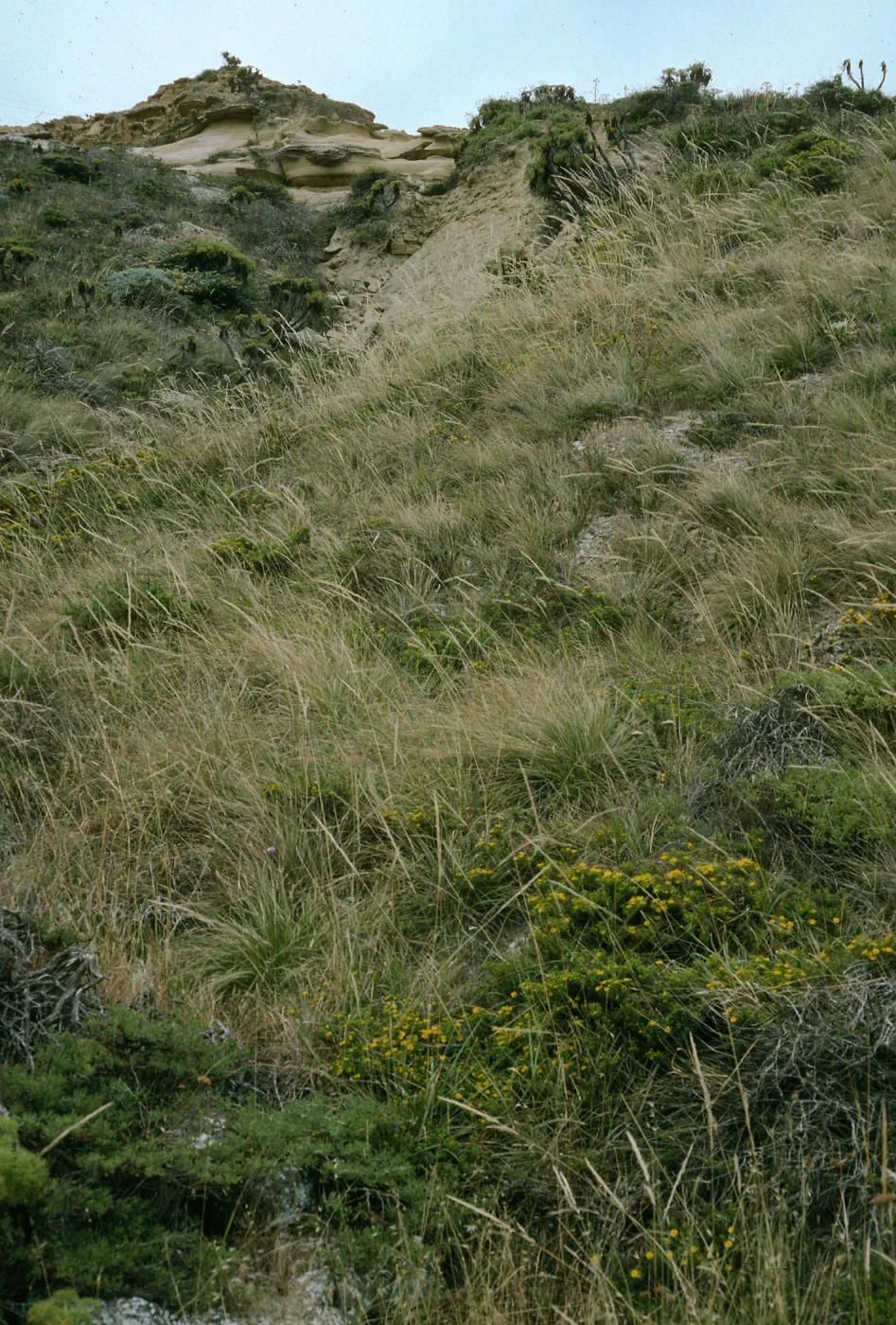 Achnatherum diegoense, Hemizonia clementina, San Nicolas Island, base of NAFVAC Grade