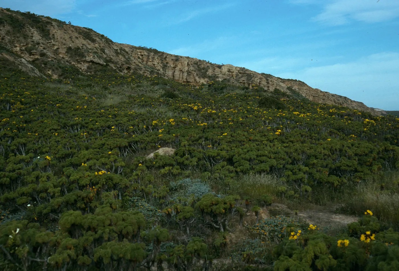 Coreopsis, San Nicolas Island, Northeast side near rock jetty