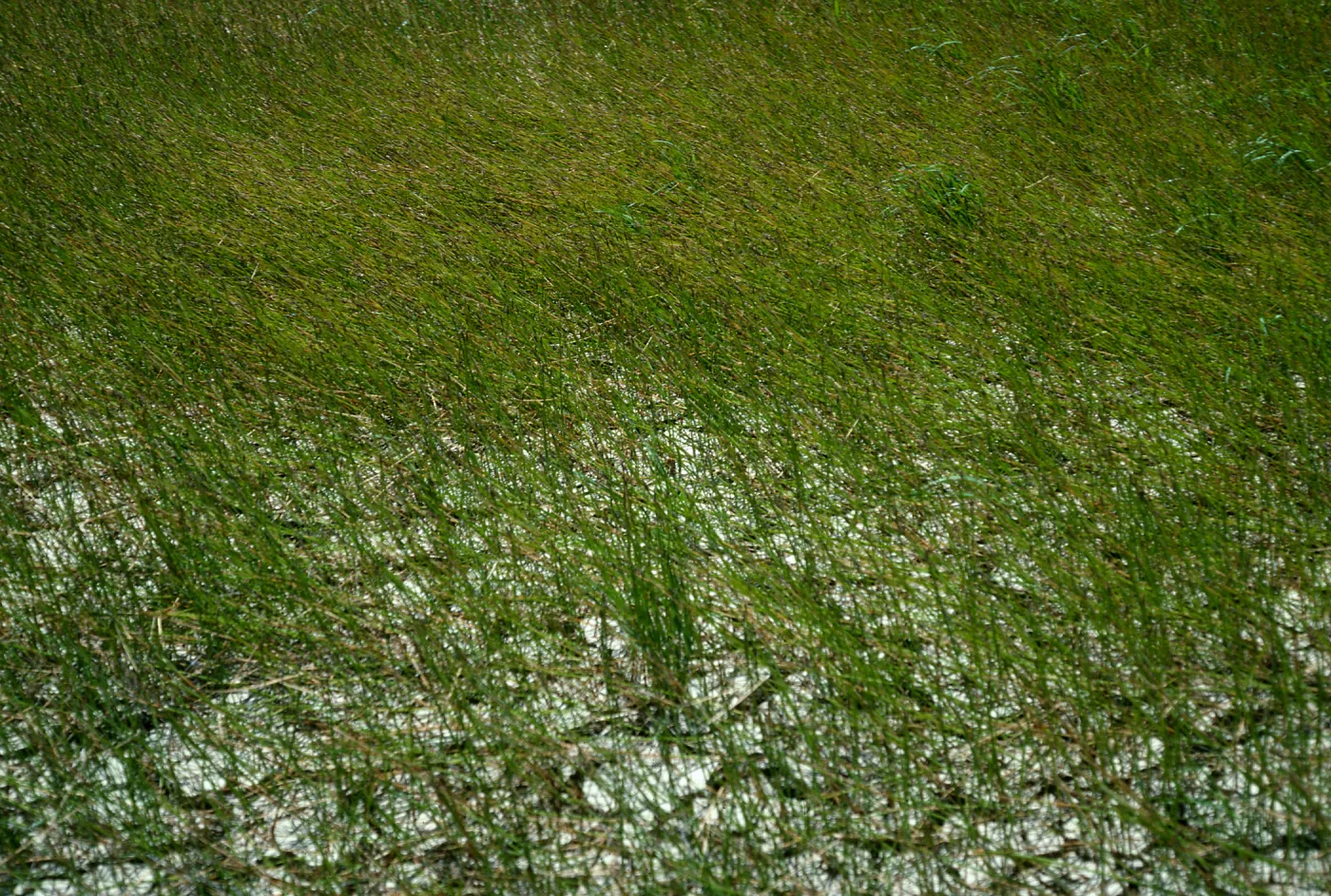 Eleocharis, San Nicolas Island, borrow pit along Monroe Drive