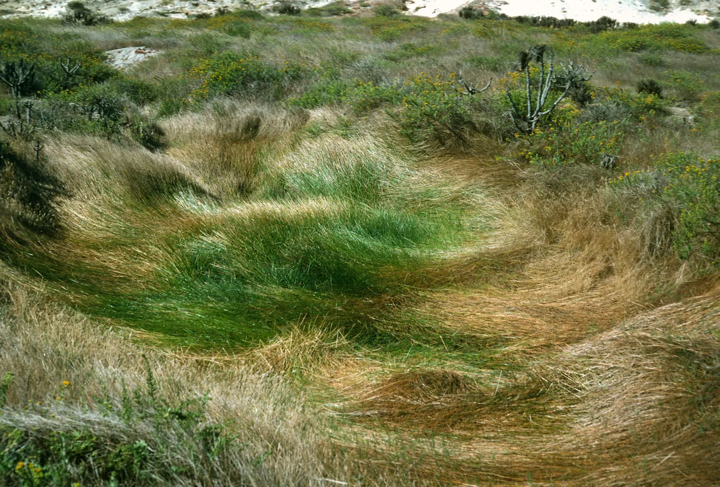 Eleocharis macrostachya, vernal pool west of Ranch Road on mesa, San Nicholas Island