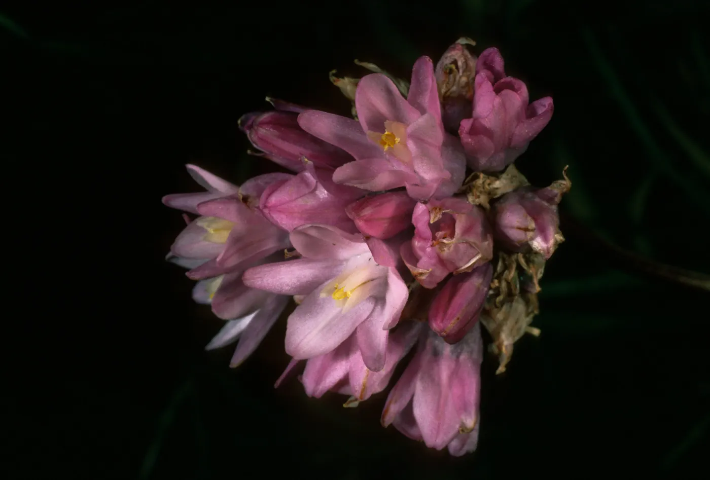 Dichelostemma, San Nicolas Island