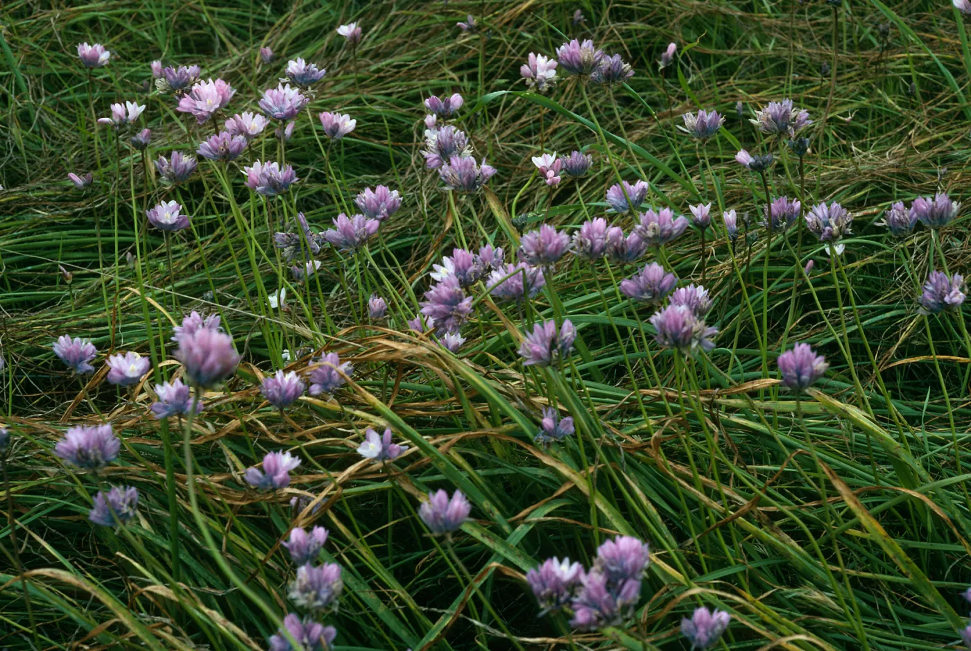 Dichelostemma, San Nicolas Island, Northeast coastal flats