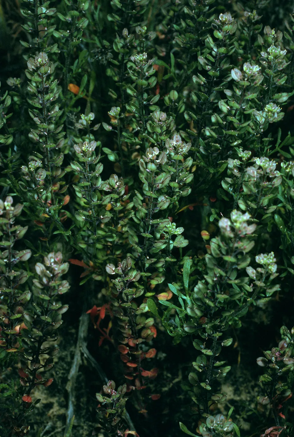 Lepidium oblongum, San Nicolas Island, Northeast canyon, East of Δ ‘spur’, SN-1053,