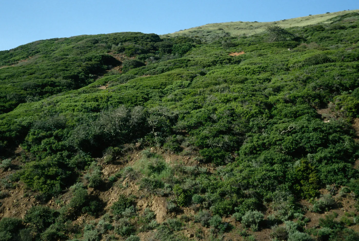 Santa Cruz Island, upper Christy Canyon, low scrub oaks