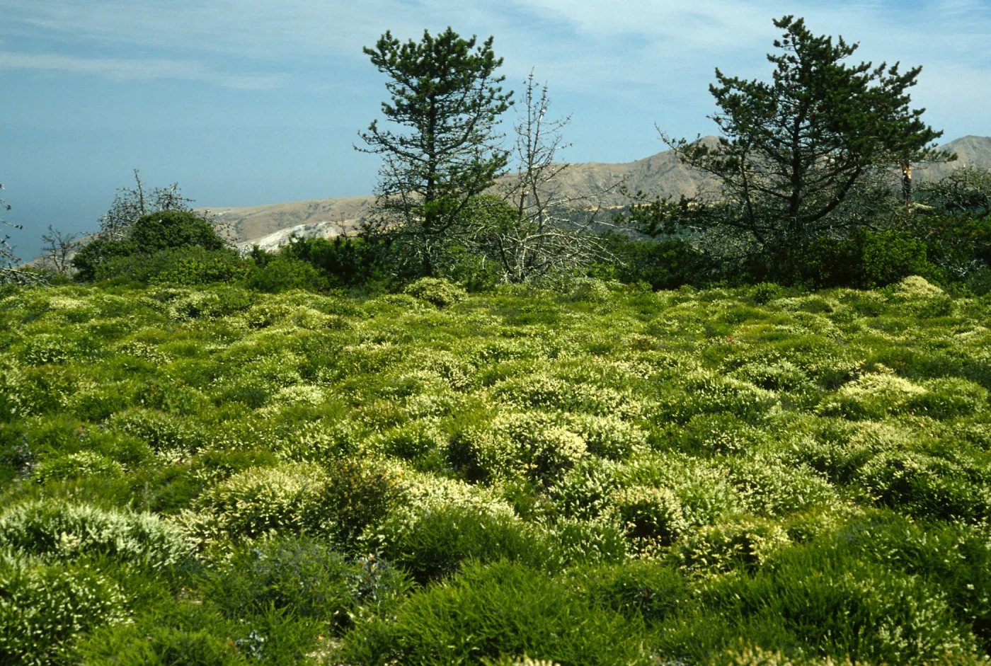 Santa Cruz Island, East of navy base, Adenostoma fasciculatum v. prostratum