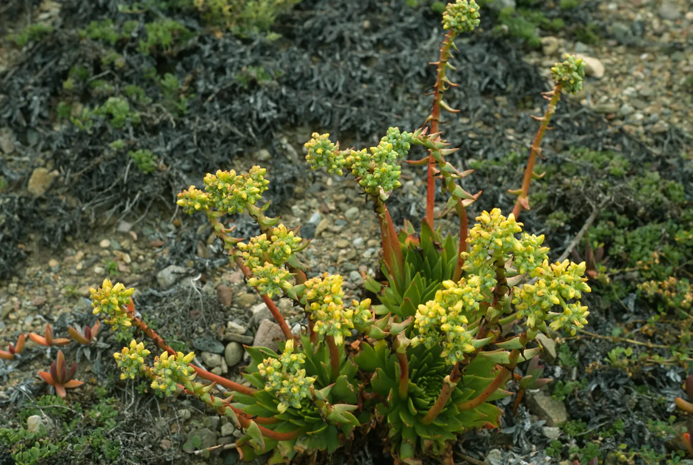 South end of Christy Beach, Dudleya greenei