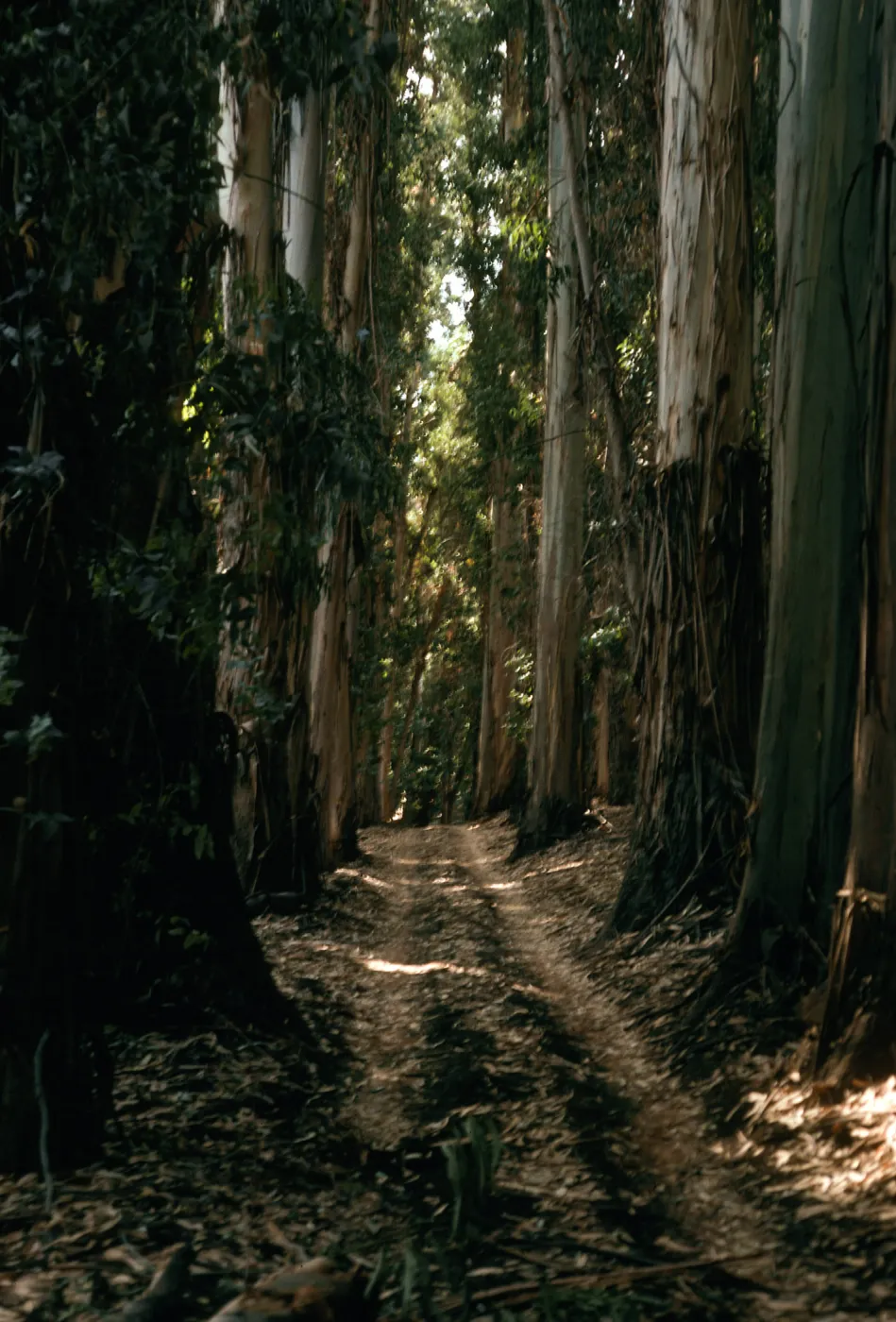 Bosque Mano, Santa Cruz Island, West of field station