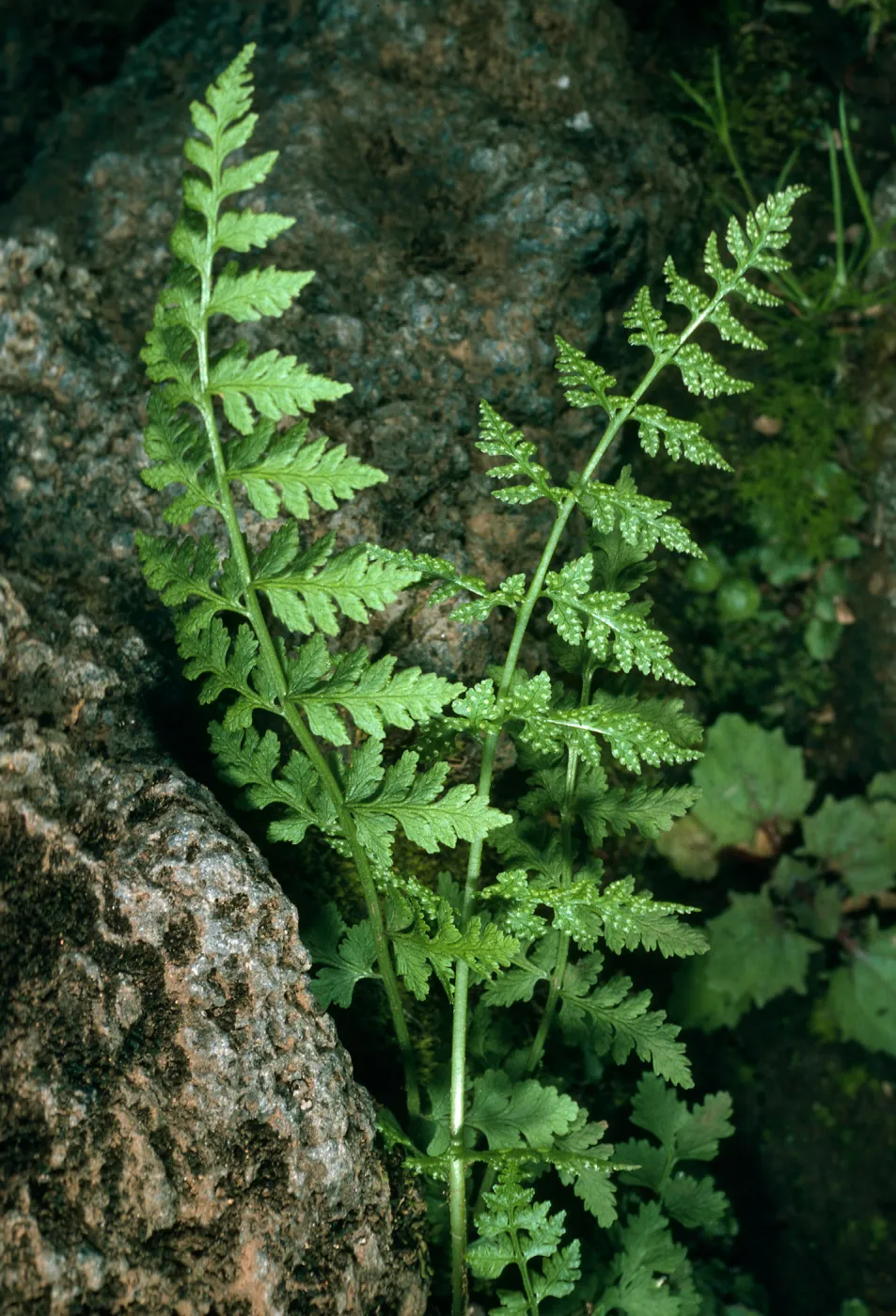 Santa Cruz Island, West of Pichacho Diablo, SC-484, Athyrium filix-feminia