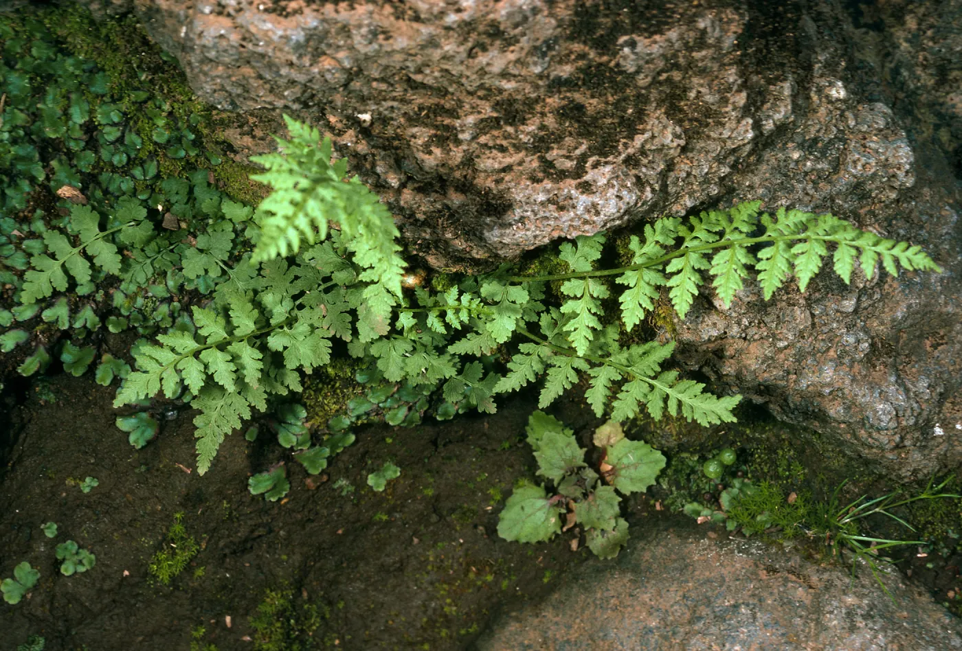 Santa Cruz Island, ¾ mile Northwest of Picacho Diablo, SC-484, Athyrium filix-feminia